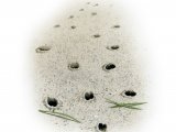 Illustration of Beak Marks in Silt (#4145)