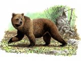 Illustration of Bear (Brown) Ursus arctos (#0230)