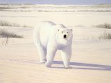 Illustration of Bear (Polar) Ursus maritimus (#0571)