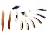 Illustration of Bearded Tit feathers (Panurus biarmicus) (#1360)