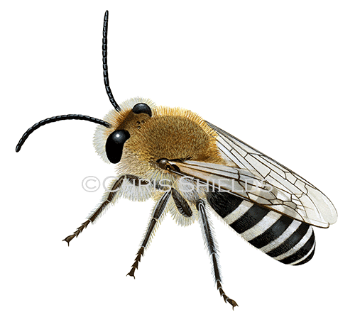 Illustration of Bee (Ivy Mining) Colletes halophilus (#2263)