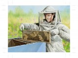 Illustration of Bee Keeper opening hive (#3894)