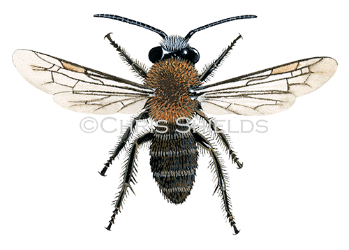 Illustration of Bee (Tawny mining) (male) Andrena fulva (#0416)
