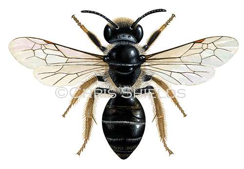 Illustration of Bee (Tormentil Mining) Andrena tarsata (#2261)