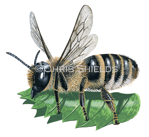 Illustration of Bee (Willughby's leafcutter) Megachile willughbiella (#0417)