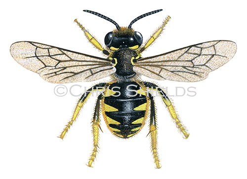 Illustration of Bee (wool carder) (female) Anthidium manicatum (#0419)
