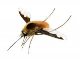 Illustration of Beefly (Bombilius major) (#1819)