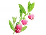 Illustration of Bilberry Flowers (Vaccinium myrtillus) (#3447)