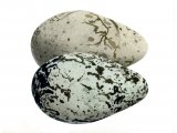 Illustration of Guillemot egg (Uria aalge) (#0722)