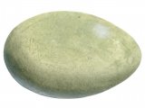 Illustration of Mute Swan egg (Cygnus olor) (#0721)