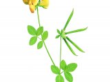 Illustration of Birds-foot Trefoil (Lotus corniculatus) (#2269)