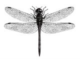 Illustration of Black Darter (male) (Sympetrum danae) (#2592)
