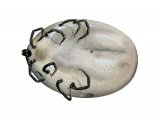 Illustration of Black-legged Tick (Ixodes scapularis) dead fed female (#4135)