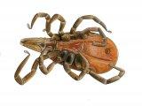 Illustration of Black-legged Tick (Ixodes scapularis) dead unfed female (#4136)