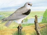Illustration of Black-shoulderd Kite (Elanus caeruleus) (#1808)