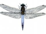 Illustration of Dragonfly (Black-tailed Skimmer) Orthetrum cancellatum (#1064)