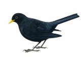 Illustration of Blackbird male (Turdus merula) (#0856)
