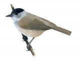 Illustration of Blackcap male (Sylvia atricapilla) (#1157)