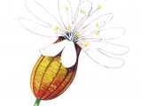 Illustration of Bladder Campion (Silene vulgaris) (#0625)