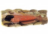 Illustration of Blenny (Black-headed) Lipophrys nigriceps F001 (#1012)