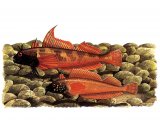 Illustration of Blenny (Tripterygion tripterygion) & (Tripterygion minor) Lesser Black-faced (#0781)