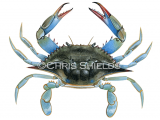 Illustration of Blue Crab (Callinectes sapidus) (#4663)