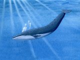 Illustration of Whale (Blue) Balaenoptera musculus (#0873)