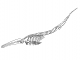 Illustration of Whale (Blue) Balaenoptera musculus (#0874)