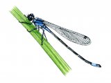 Illustration of Damselfly (Blue-tailed) Ischnura elegans (#1269)