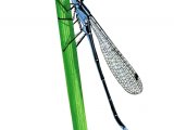 Illustration of Damselfly (Blue-tailed) Ischnura elegans (#3380)