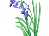Illustration of English Bluebell (Hyacinthoides non-scripta) (#3175)