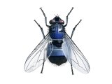 Illustration of Bluebottle (Calliphora vomitoria) (#2727)