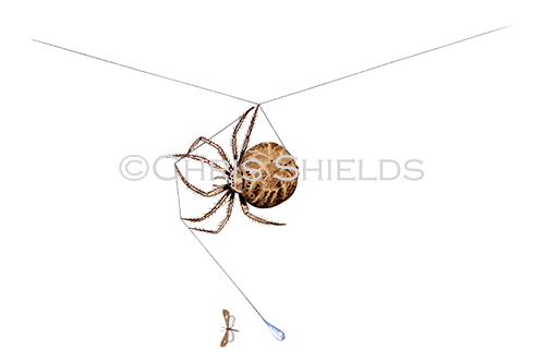 Illustration of Bolas spider (Mastophora cornigera) (#1485)