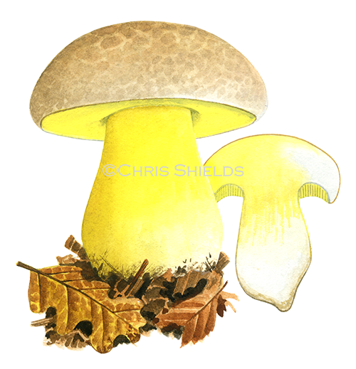 Illustration of Boletus radicans (Rooting Bolete (#4451)