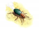 Illustration of Bombardier Beetle (Brachinus crepitans) (#0927)