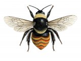 Illustration of Bumblebee (Mountain) Bombus monticola (#2258)