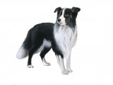 Illustration of Border Collie (Canis lupus familiaris) (#3751)