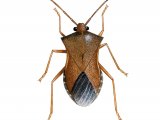 Illustration of Box Bug (Gonocerus acteangulus) (#2107)