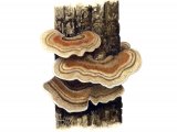 Illustration of Trametes versicolor (Turkeytail Bracket Fungi) (#1493)
