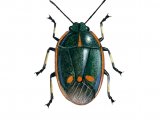 Illustration of Brassica Shieldbug (Eurydema deracea) (#2136)
