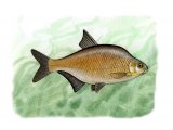 Illustration of Bream (Bronze) Abramis brama (#0129)