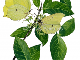 Illustration of Brimstone Butterfly (Gonepteryx rhamni) (#2190)