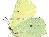Illustration of Brimstone Butterfly (Gonepteryx rhamni) (#2979)