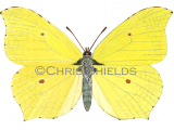 Illustration of Brimstone Butterfly male (Gonepteryx rhamni) (#0299)