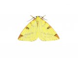 Illustration of Brimstone Moth (Opisthograptis luteolata) (#2480)