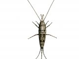 Illustration of Bristletail (Petrobius maritimus) (#2619)