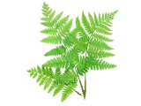 Illustration of Broad Buckler fern (Dryopteris dilatata) (#3295)