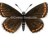 Illustration of Brown Argus female (Aricia agestis) (#1453)