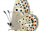 Illustration of Brown Argus (male) Aricia agestis (#1454)