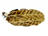 Illustration of Brown China-mark Moth Caterpillar (Elophila nymphaeata) (#0344)